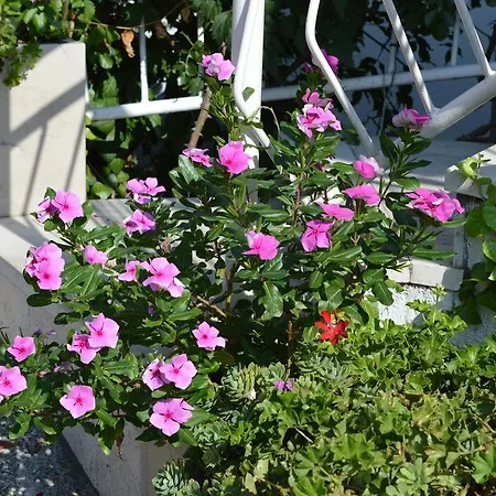 Majstrovic Zivogosce